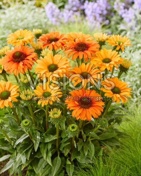 Echinacea SunSeekers Orange Echinacea SunSeekers Orange