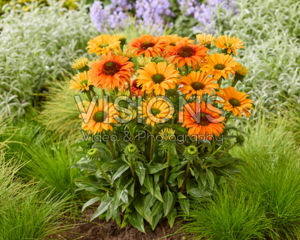 Echinacea SunSeekers Orange