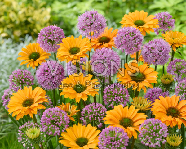 Allium Millenium, Echinacea SunSeekers Orange Allium Millenium, Echinacea SunSeekers Orange