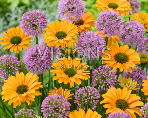 Allium Millenium, Echinacea SunSeekers Orange Allium Millenium, Echinacea SunSeekers Orange