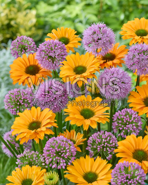 Allium Millenium, Echinacea SunSeekers Orange Allium Millenium, Echinacea SunSeekers Orange