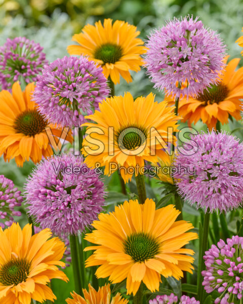Allium Millenium, Echinacea SunSeekers Orange Allium Millenium, Echinacea SunSeekers Orange