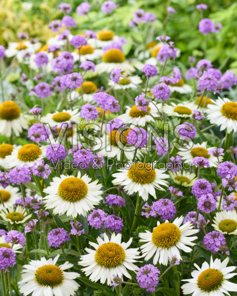 Echinacea White Meditation, Verbena rigida Echinacea White Meditation, Verbena rigida