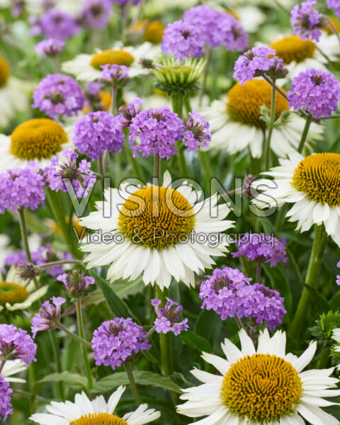 Echinacea White Meditation, Verbena rigida Echinacea White Meditation, Verbena rigida