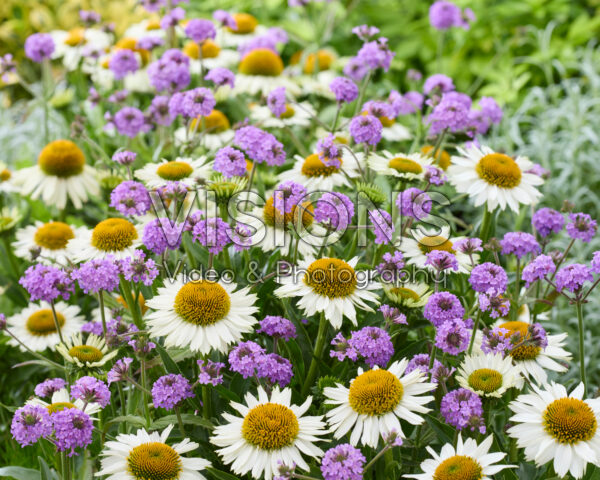 Echinacea White Meditation, Verbena rigida Echinacea White Meditation, Verbena rigida