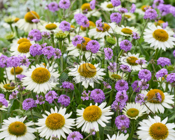 Echinacea White Meditation, Verbena rigida Echinacea White Meditation, Verbena rigida