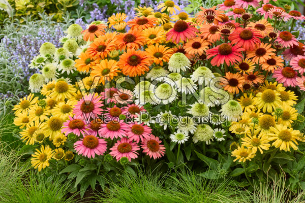 Echinacea border Echinacea border
