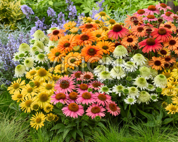 Echinacea border Echinacea border