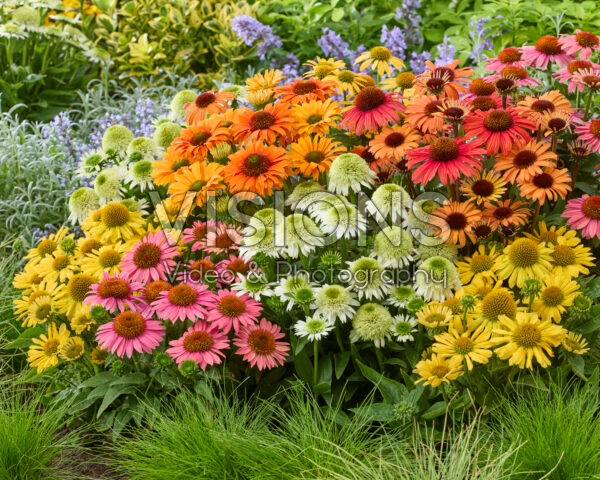 Echinacea border