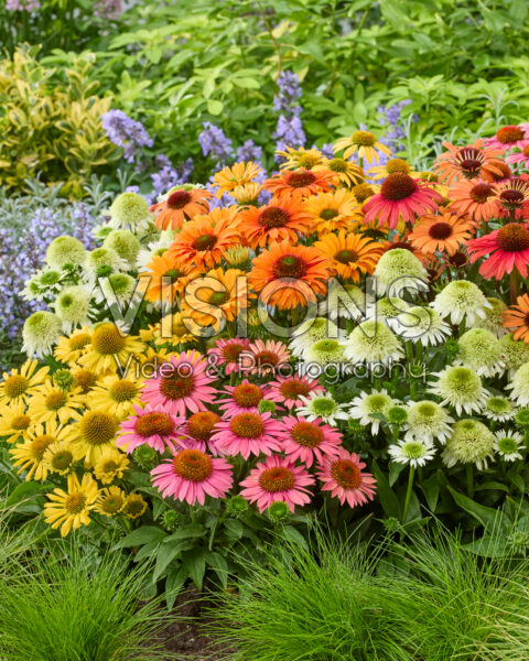 Echinacea border Echinacea border