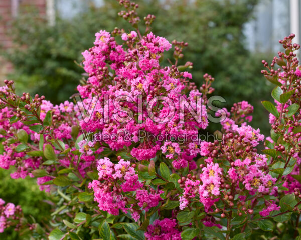 Lagerstroemia indica Eveline Lagerstroemia indica Eveline