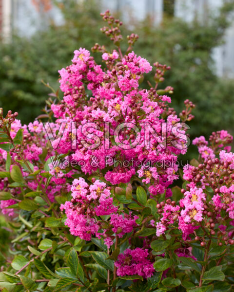 Lagerstroemia indica Eveline