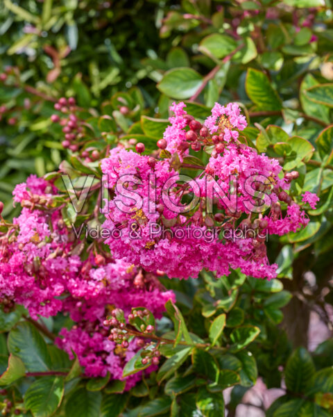 Lagerstroemia indica Eveline Lagerstroemia indica Eveline