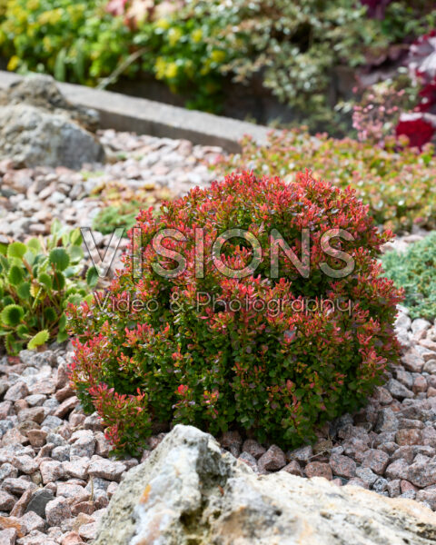 Berberis Berberis