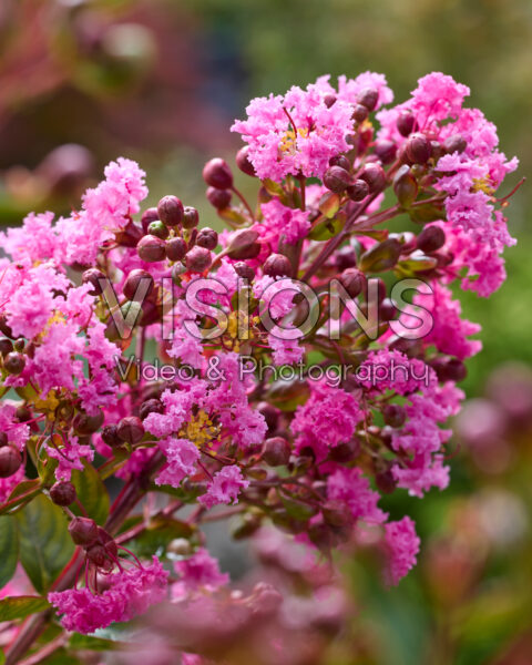 Lagerstroemia indica Eveline Lagerstroemia indica Eveline