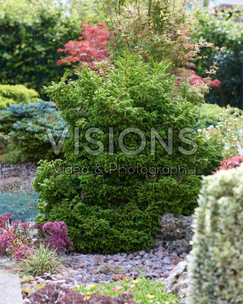 Cryptomeria japonica Cryptomeria japonica