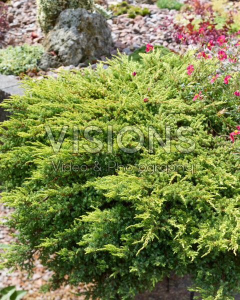 Juniperus Juniperus
