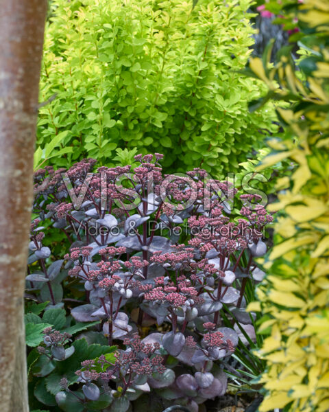 Sedum Blue Pearl Sedum Blue Pearl