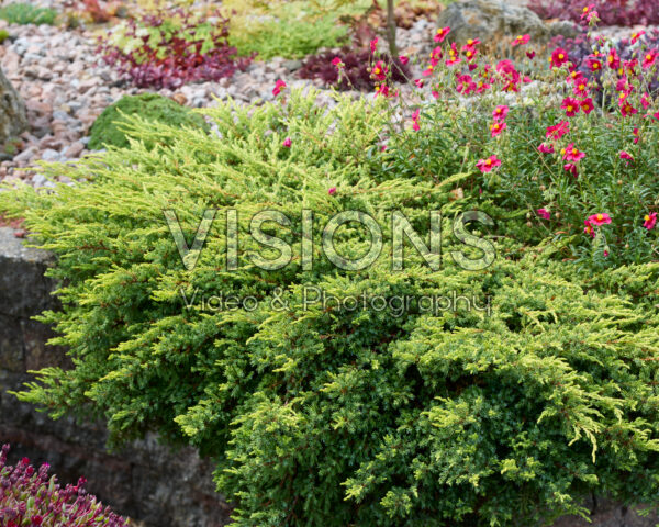 Juniperus Juniperus