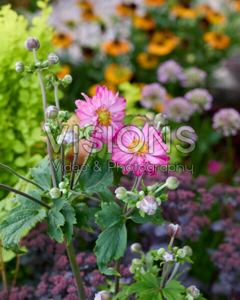 Anemone Curtain Call Deep Rose Anemone Curtain Call Deep Rose