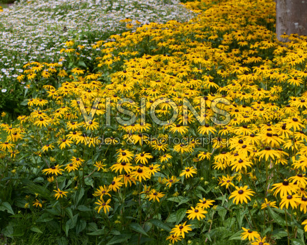Rudbeckia fulgida Goldsturm Rudbeckia fulgida Goldsturm