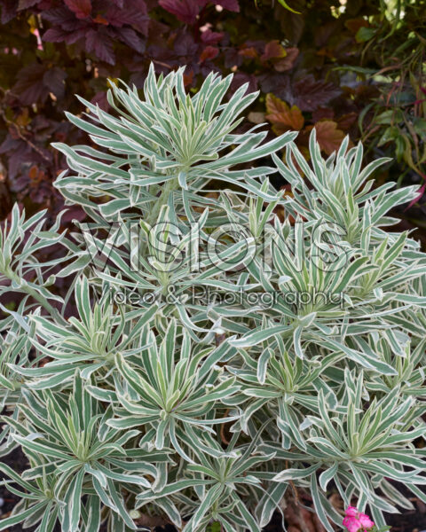 Euphorbia characias Tasmanian Tiger Euphorbia characias Tasmanian Tiger
