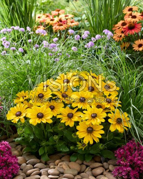 Rudbeckia hirta Sunbeckia