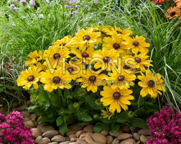 Rudbeckia hirta Sunbeckia Rudbeckia hirta Sunbeckia