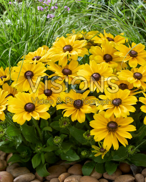 Rudbeckia hirta Sunbeckia