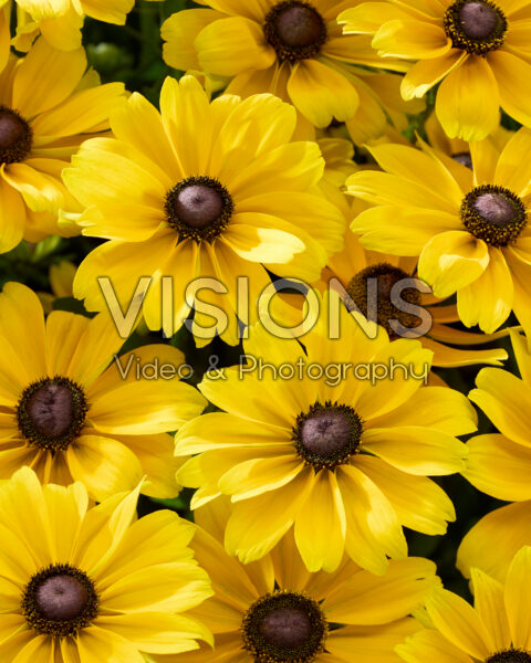 Rudbeckia hirta Sunbeckia Rudbeckia hirta Sunbeckia