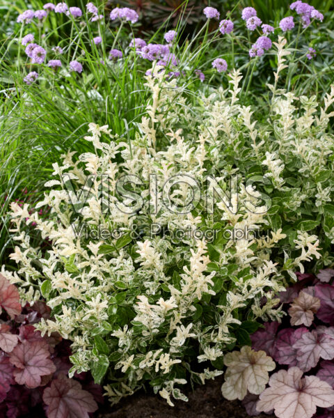 Euonymus fortunei Harlequin Euonymus fortunei Harlequin