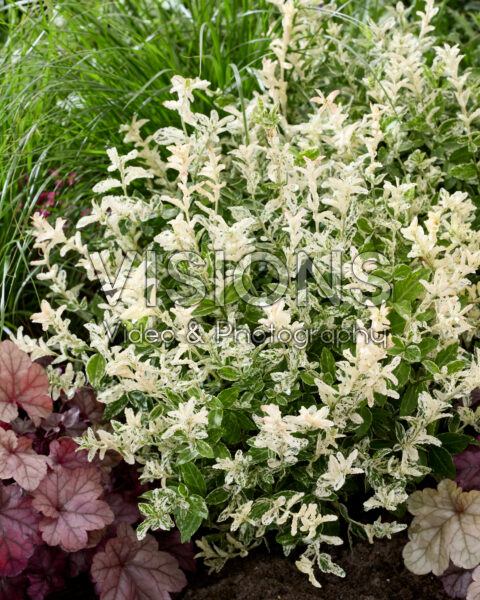 Euonymus fortunei Harlequin