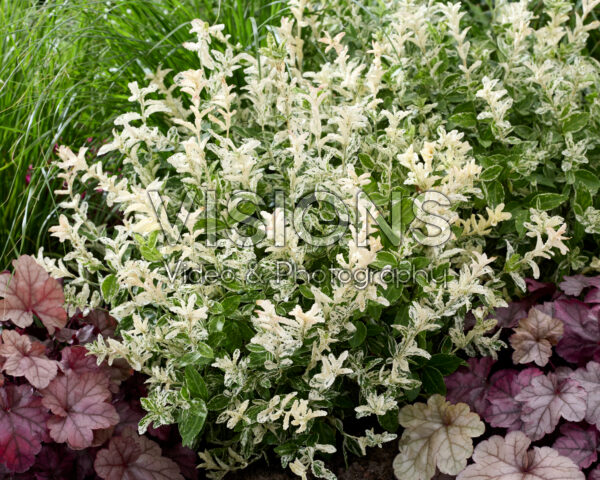 Euonymus fortunei Harlequin Euonymus fortunei Harlequin