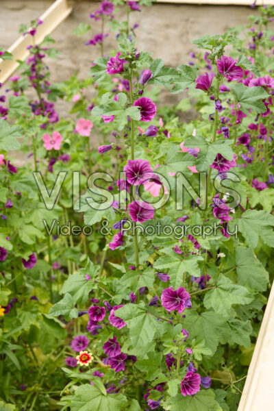 Malva arborea Malva arborea