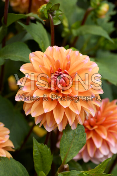 Dahlia Peaches and Vanilla Dahlia Peaches and Vanilla