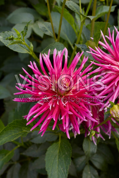 Dahlia Samourai Dahlia Samourai