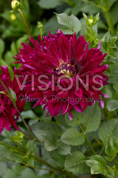 Dahlia Ripples