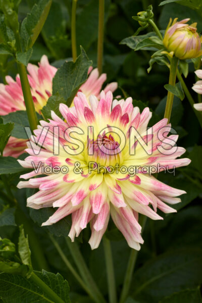 Dahlia Tropical Sunset