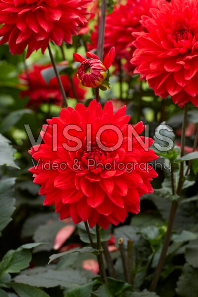 Dahlia Garden Wonder Dahlia Garden Wonder