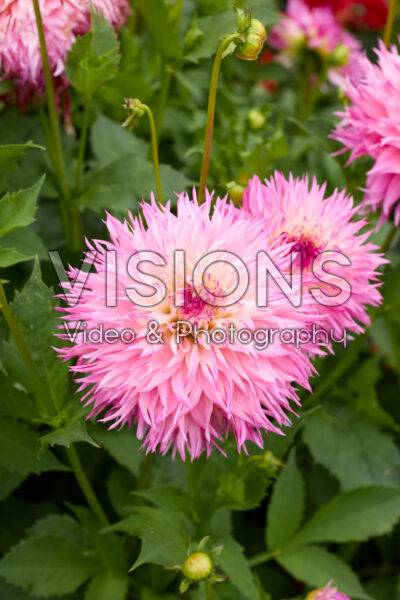 Dahlia Pinelands Princess Dahlia Pinelands Princess