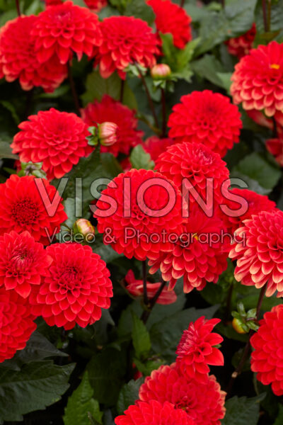 Dahlia Melody Bolero® Dahlia Melody Bolero®