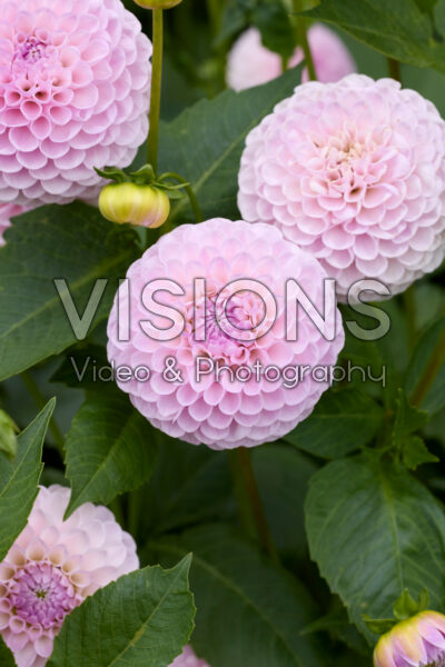 Dahlia Megan Dean