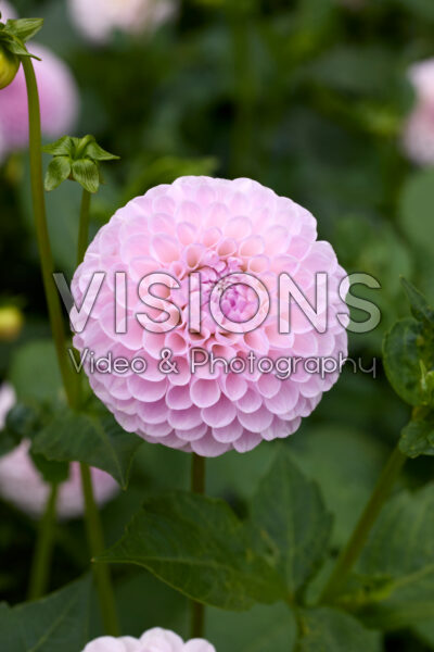 Dahlia Megan Dean