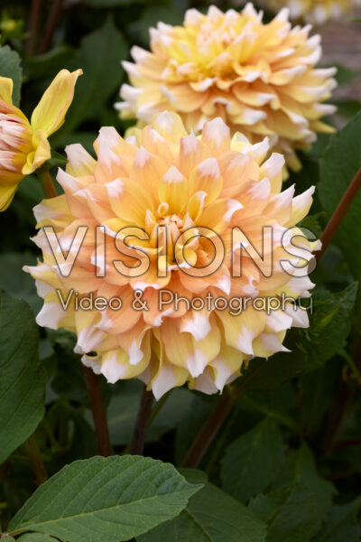 Dahlia Seattle Dahlia Seattle
