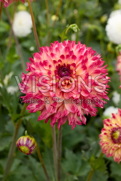 Dahlia Aiyana Dahlia Aiyana