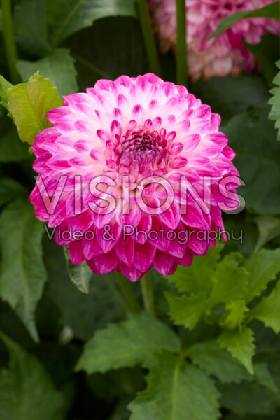 Dahlia Caproz Pizzazz Dahlia Caproz Pizzazz