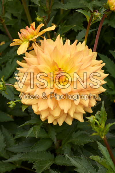 Dahlia Karma Gold Dahlia Karma Gold