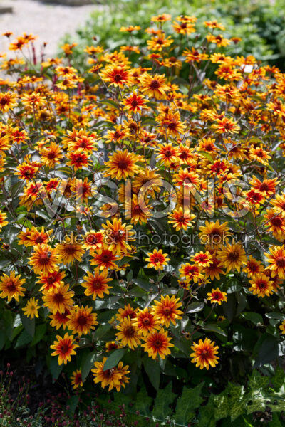 Heliopsis Sparkling Contrast Heliopsis Sparkling Contrast
