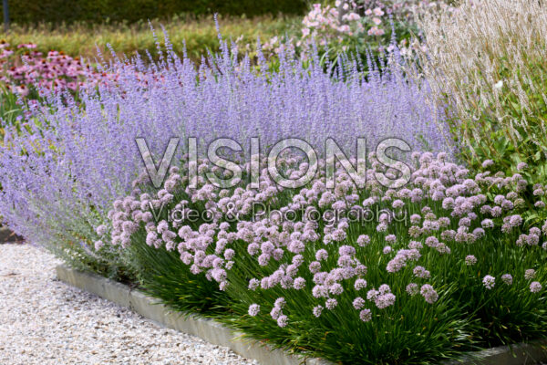 Allium Summer Beauty, Perovskia atriplicifolia Little Spire Allium Summer Beauty, Perovskia atriplicifolia Little Spire