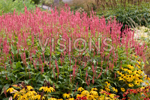 Persicaria amplexicaulis Orangofield